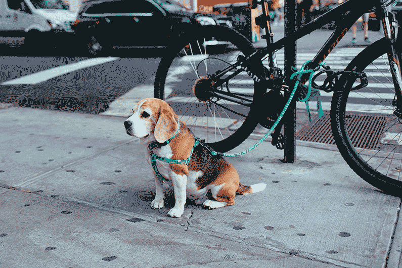 dog standing in front of a city electric bike